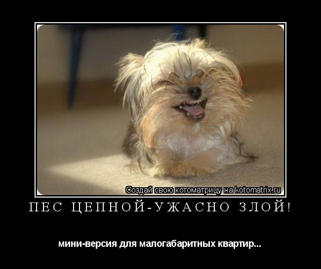 Котоматрица: Пёс цепной-ужасно злой! мини-версия для малогабаритных квартир...