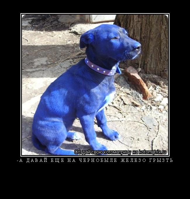 Котоматрица: -А давай ещё на Чернобыле железо грызть 