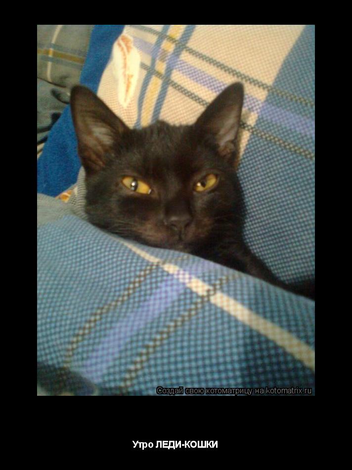 Котоматрица: Уже УТРО.Ужеее! Утро ЛЕДИ-КОШКИ