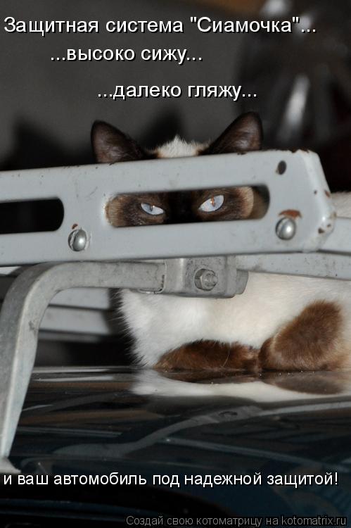 Котоматрица: Защитная система "Сиамочка"... ...высоко сижу... ...далеко гляжу... и ваш автомобиль под надежной защитой!