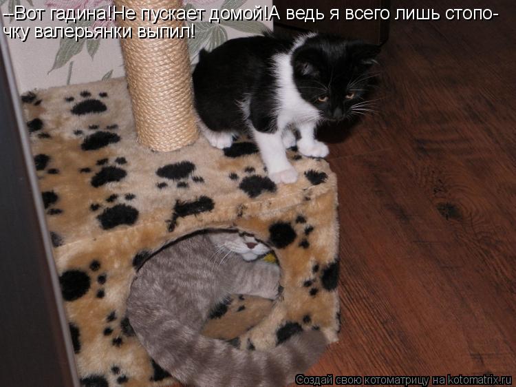 Котоматрица: --Вот гадина!Не пускает домой!А ведь я всего лишь стопо- чку валерьянки выпил!