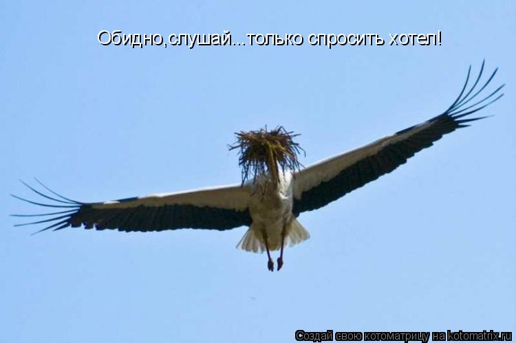 Котоматрица: Обидно,слушай...только спросить хотел!