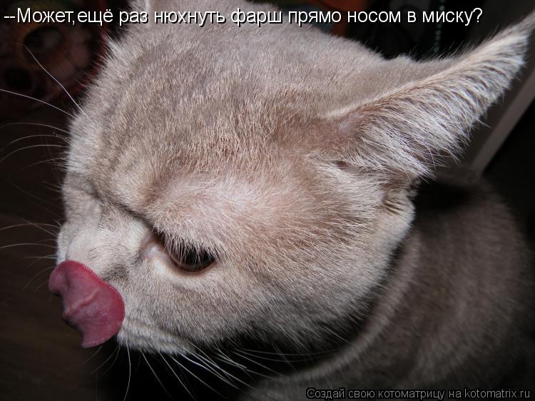 Котоматрица: --Может,ещё раз нюхнуть фарш прямо носом в миску?