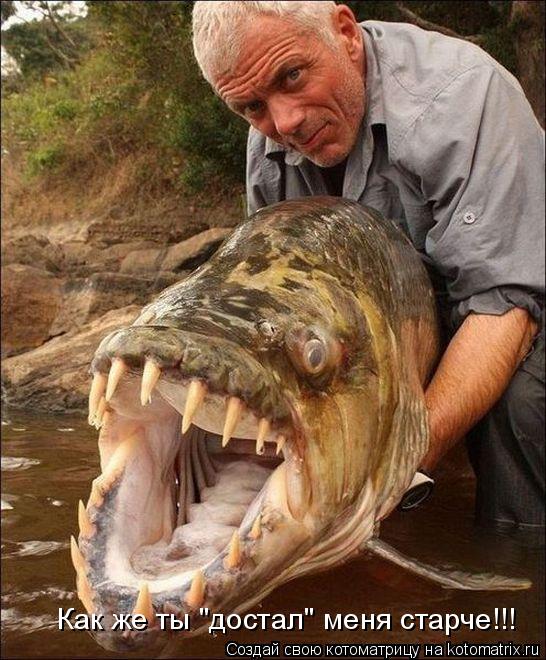 Котоматрица: Как же ты "достал" меня старче!!!
