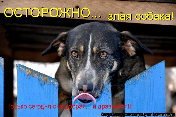 Котоматрица: ОСТОРОЖНО... злая собака! Только сегодня она добрая... и дразнится!!!