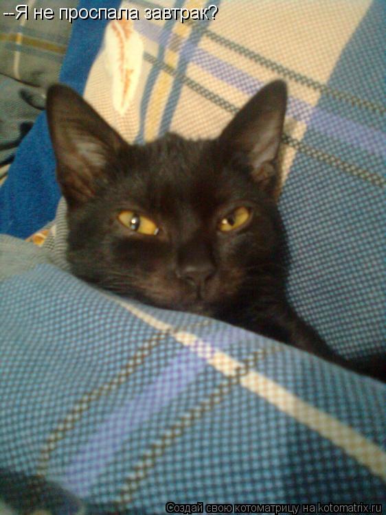 Котоматрица: --Я не проспала завтрак?