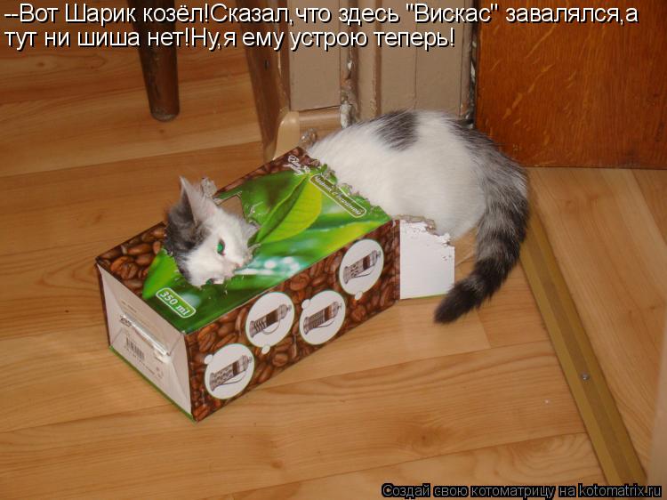 Котоматрица: --Вот Шарик козёл!Сказал,что здесь "Вискас" завалялся,а тут ни шиша нет!Ну,я ему устрою теперь!