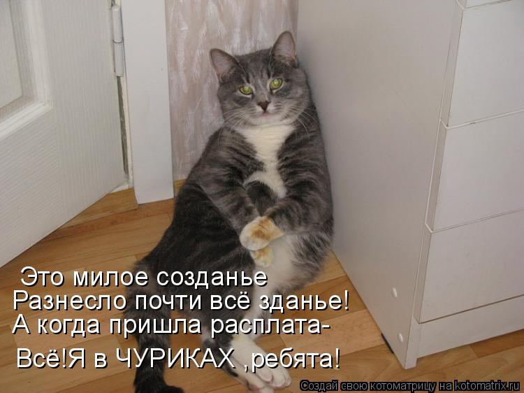 Котоматрица: Это милое созданье Разнесло почти всё зданье! А когда пришла расплата- Всё!Я в ЧУРИКАХ ,ребята!