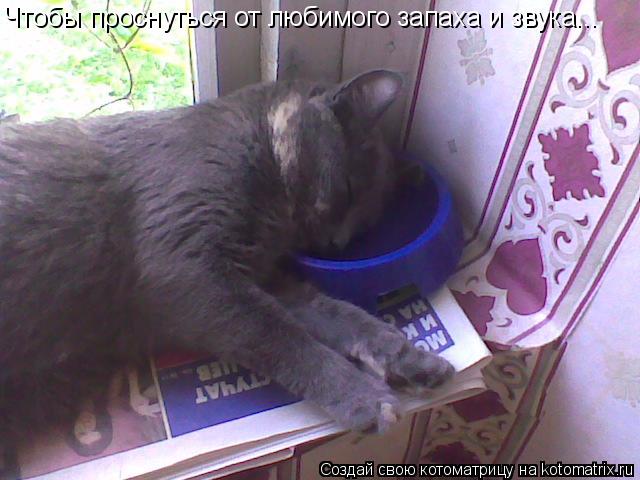 Котоматрица: Чтобы проснуться от любимого запаха и звука...