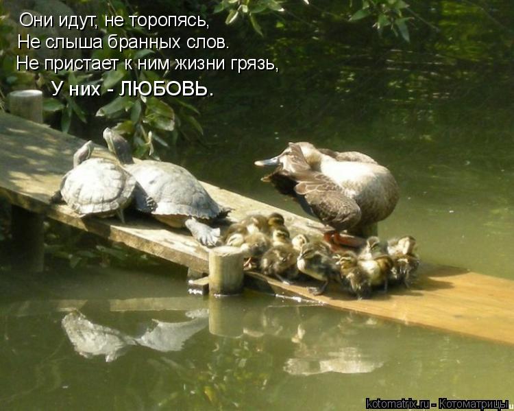 Котоматрица: Они идут, не торопясь, Не слыша бранных слов. Не пристает к ним жизни грязь, У них - ЛЮБОВЬ.