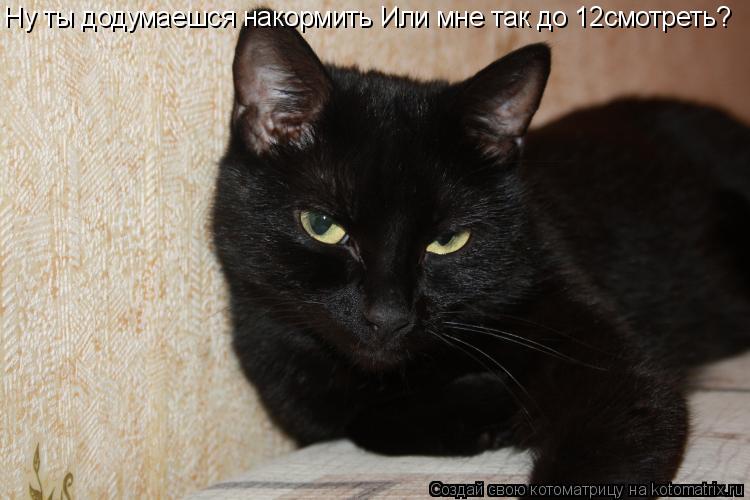 Котоматрица: Ну ты додумаешся накормить Или мне так до 12смотреть?