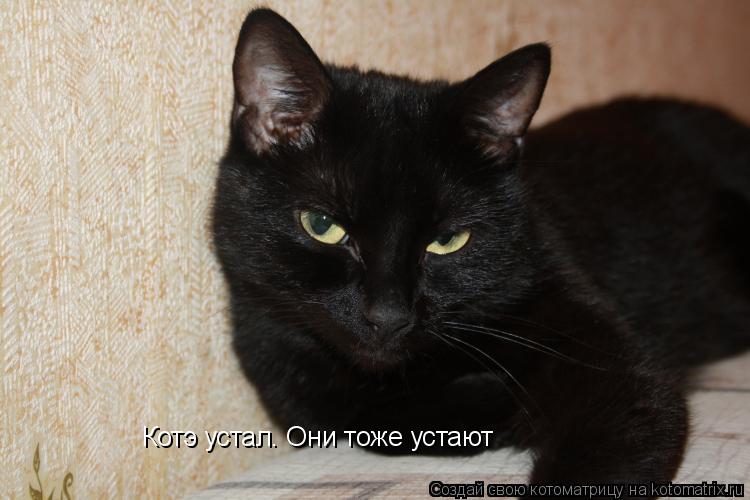 Котоматрица: Котэ устал. Они тоже устают