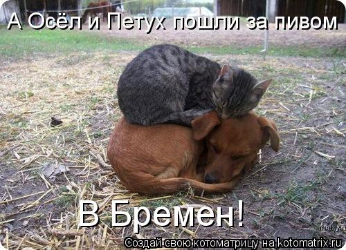 Котоматрица: А Осёл и Петух пошли за пивом  В Бремен!