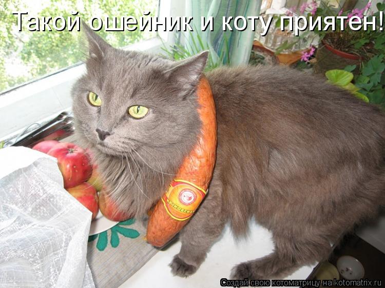 Котоматрица: Такой ошейник и коту приятен!