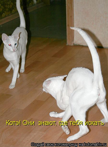 Котоматрица: Котэ! Они  знают, где тебя искать