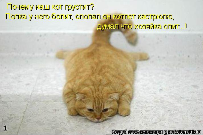 Котоматрица: Почему наш кот грустит? Попка у него болит, слопал он котлет кастрюлю, думал что хозяйка спит...!