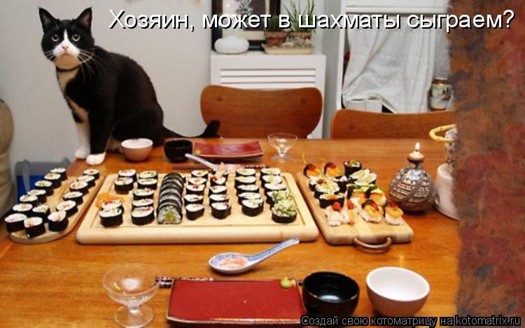 Котоматрица: Хозяин, может в шахматы сыграем?