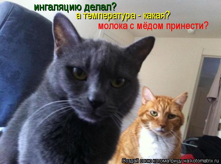 Котоматрица: ингаляцию делал? а температура - какая? молока с мёдом принести?