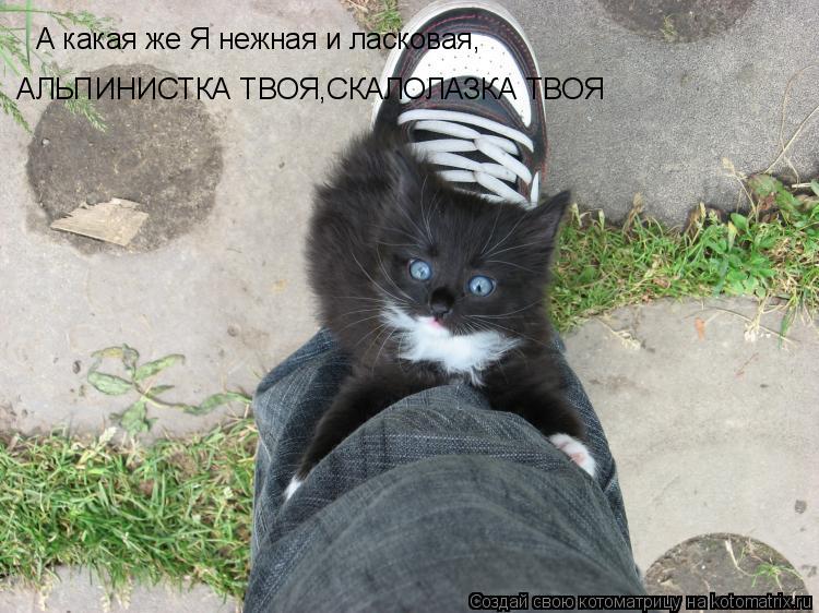 Котоматрица: А какая же Я нежная и ласковая,  АЛЬПИНИСТКА ТВОЯ,СКАЛОЛАЗКА ТВОЯ