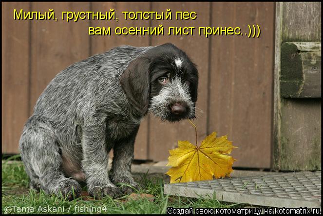 Котоматрица: Милый, грустный, толстый пес вам осенний лист принес..)))