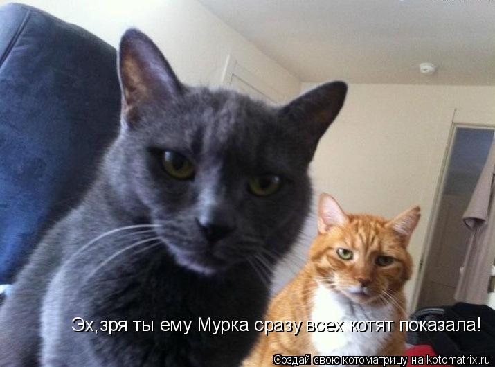 Котоматрица: Эх,зря ты ему Мурка сразу всех котят показала!