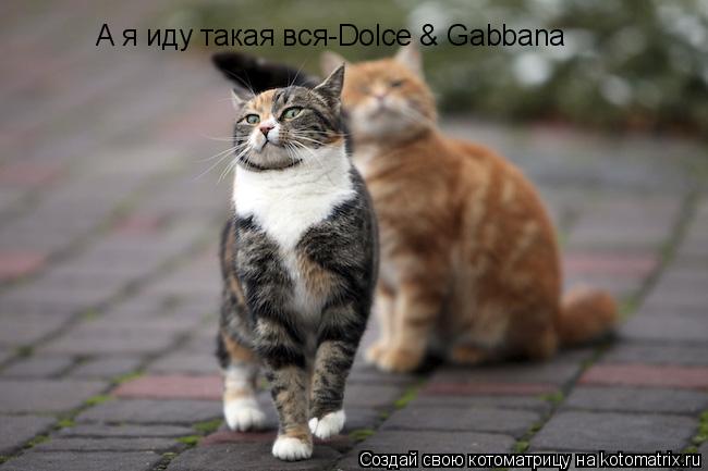 Котоматрица: А я иду такая вся-Dolce & Gabbana