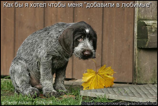 Котоматрица: Как бы я хотел чтобы меня "добавили в любимые"