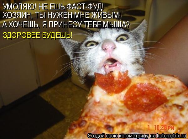 Котоматрица: УМОЛЯЮ! НЕ ЕШЬ ФАСТ-ФУД!  ХОЗЯИН, ТЫ НУЖЕН МНЕ ЖИВЫМ! А ХОЧЕШЬ, Я ПРИНЕСУ ТЕБЕ МЫША? ЗДОРОВЕЕ БУДЕШЬ!