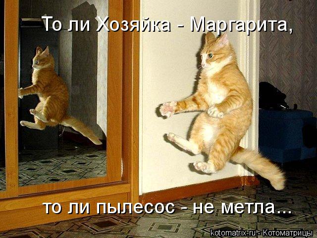 Котоматрица: То ли Хозяйка - Маргарита, то ли пылесос - не метла...