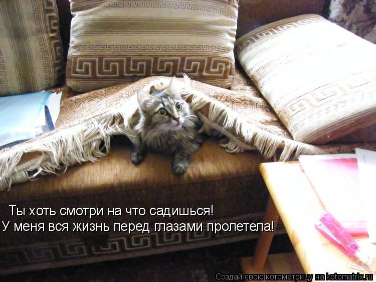 Ты хоть смотри на что садишься! У меня вся жизнь перед глазами пролетела!... Котоматрица: Ты хоть смотри на что садишься! У меня вся жизнь перед глазами пролетела!