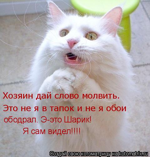 Котоматрица: Хозяин дай слово молвить.   Это не я в тапок и не я обои  ободрал. Э-это Шарик!         Я сам видел!!!!