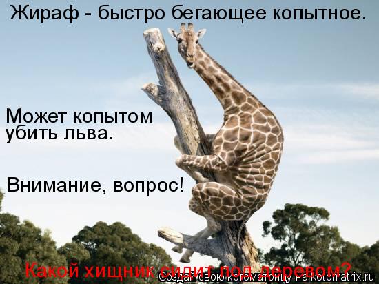 Котоматрица: Жираф - быстро бегающее копытное.   Может копытом   Внимание, вопрос!   убить льва.   Какой хищник сидит под деревом?
