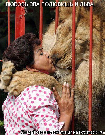 Котоматрица: ЛЮБОВЬ ЗЛА ПОЛЮБИШЬ И ЛЬВА.