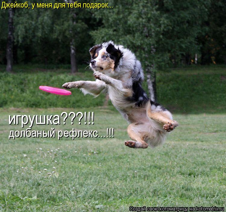 Котоматрица: Джейкоб, у меня для тебя подарок... игрушка???!!! долбаный рефлекс...!!!