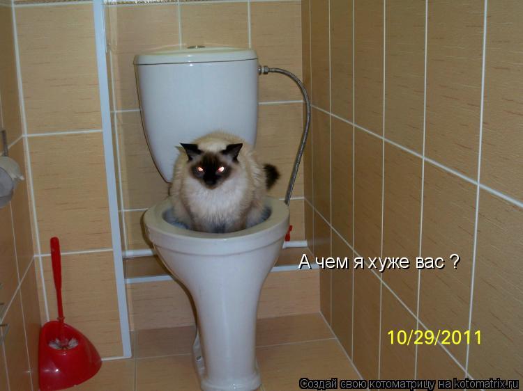 Котоматрица: А чем я хуже вас ?