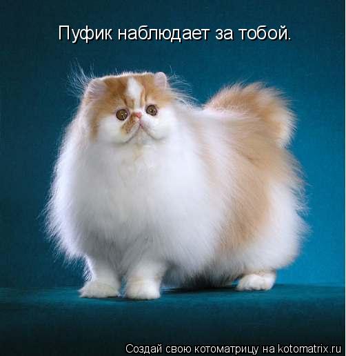 Котоматрица: Пуфик наблюдает за тобой.