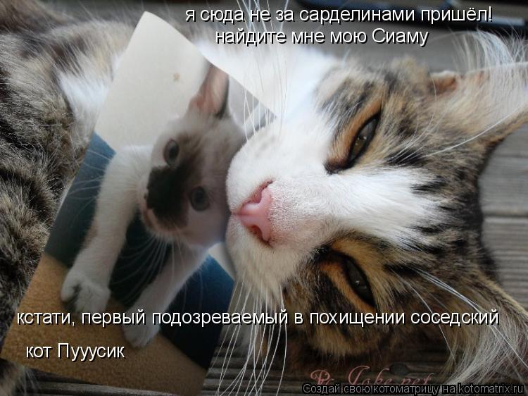 Котоматрица: я сюда не за сарделинами пришёл! найдите мне мою Сиаму кстати, первый подозреваемый в похищении соседский кот Пууусик