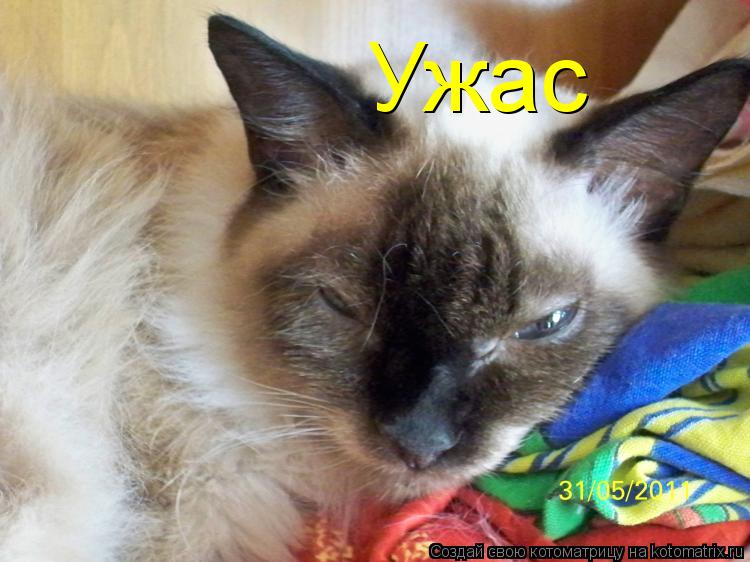 Котоматрица: Ужас