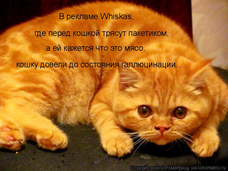 Котоматрица: В рекламе Whiskas,   где перед кошкой трясут пакетиком, а ей кажется что это мясо, кошку довели до состояния галлюцинации...