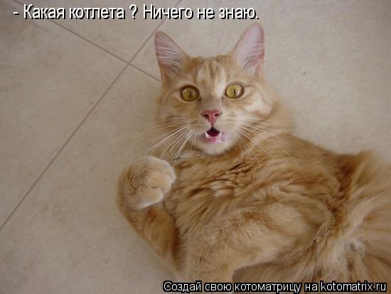 Котоматрица: - Какая котлета ? Ничего не знаю.