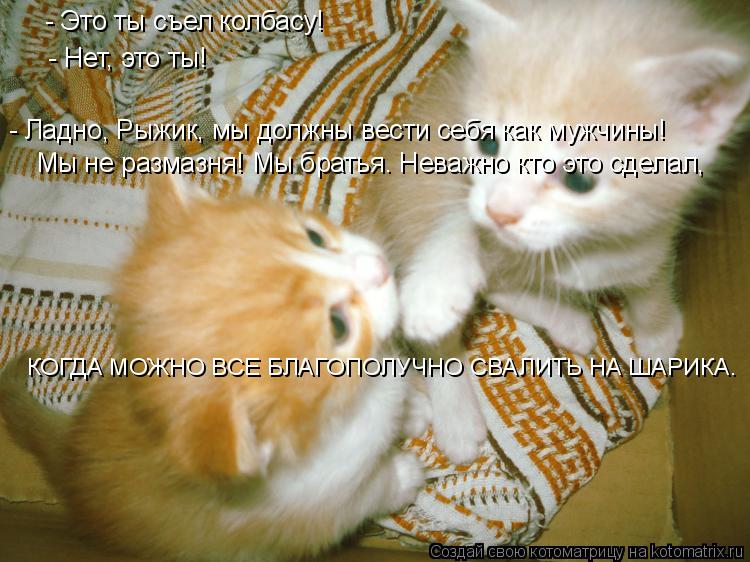 Котоматрица: - Ладно, Рыжик, мы должны вести себя как мужчины! Мы не размазня! Мы братья. Неважно кто это сделал, - Это ты съел колбасу! - Нет, это ты! КОГДА МО