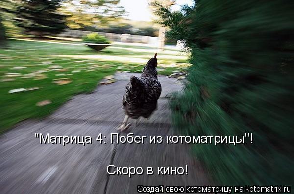 Котоматрица: "Матрица 4: Побег из котоматрицы"! Скоро в кино!