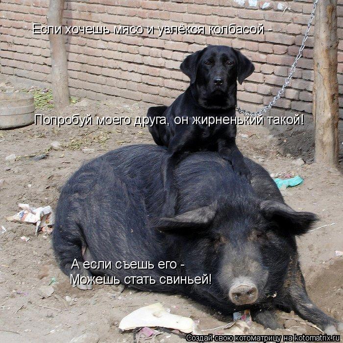 Котоматрица: Если хочешь мясо и увлёкся колбасой - Попробуй моего друга, он жирненький такой! А если съешь его - Можешь стать свиньей!