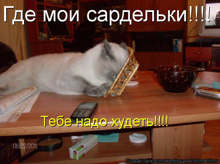 Котоматрица: Где мои сардельки!!!! Тебе надо худеть!!!!