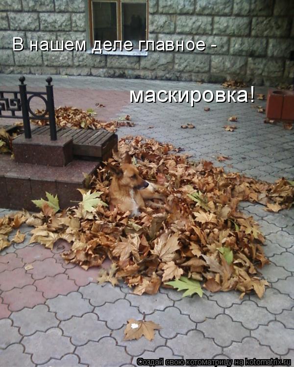 Котоматрица: В нашем деле главное -  маскировка!