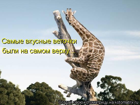 Котоматрица: Самые вкусные веточки были на самом верху....