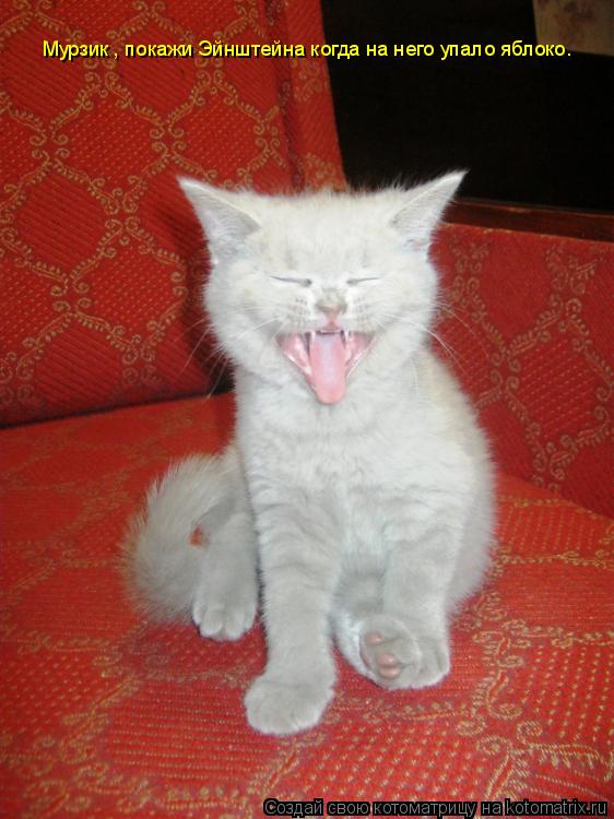Котоматрица: Мурзик , покажи Эйнштейна когда на него упало яблоко.