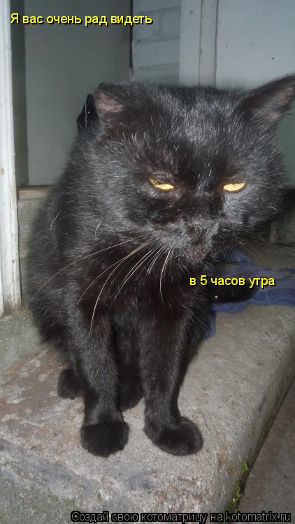 Котоматрица: Я вас очень рад видеть  в 5 часов утра