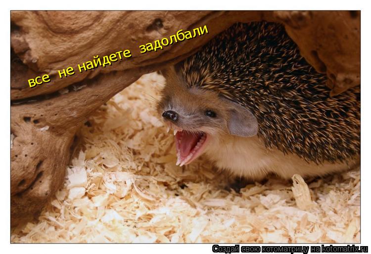 Котоматрица: все  не найдете  задолбали