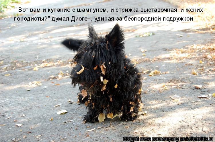 Котоматрица: " Вот вам и купание с шампунем, и стрижка выставочная, и жених  породистый" думал Диоген, удирая за беспородной подружкой.